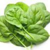 Spinach Baby Seedling Per Seedling