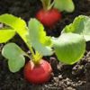 Radish Seedlings Per Seedling