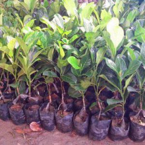 Jack Fruit Seedlings (per seedling)