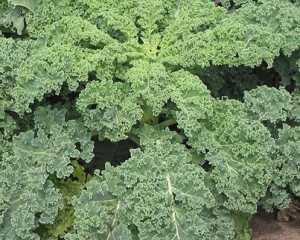 Kale Half tall curled 48x5g