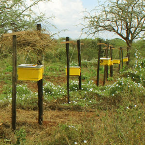 Langstroth Bee Hive