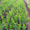 Lemons Rough Seedlings (per seedlings)