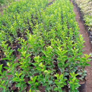 Lemons Rough Seedlings (per seedlings)