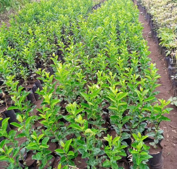 Lemons Rough Seedlings (per seedlings)