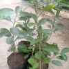 Lime Seedlings (per seedlings)
