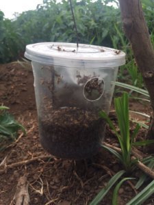 Meltrack - Fruit Fly Trap (hormone/attractant)