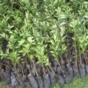 Oranges Seedlings (per seedlings)