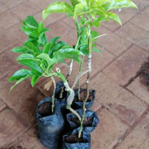 Passion Plants Grafted (per seedlings)