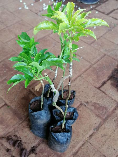 Passion Plants Grafted (per seedlings)