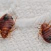 Matatus Bed Bug Treatment Kit