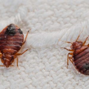 Matatus Bed Bug Treatment Kit