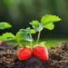 Strawberry Seedlings (per seedlings)