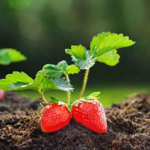Strawberry Seedlings (per seedlings)