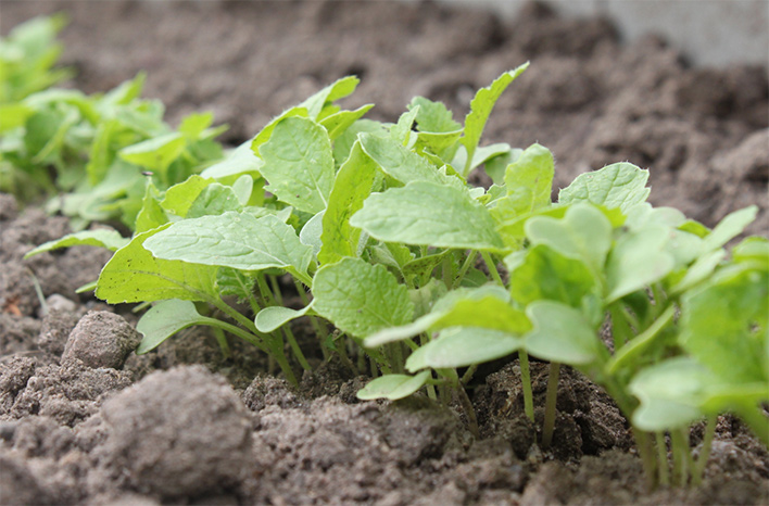 Turnip Seedlings Per Seedling