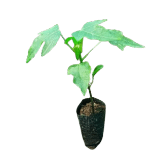 Red Royale F1 Pawpaw Seedling