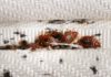 Bedsitter Bedbug Fumigation Service in Kenya for KES 5,999