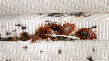 Bedsitter Bedbug Fumigation Service in Kenya for KES 5,999